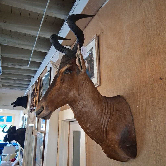 Taxidermy animal head with large horns mounted on a wall.