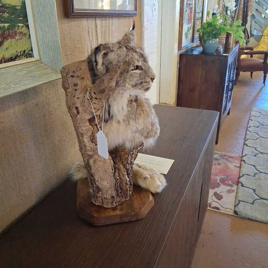 Taxidermy lynx on a wooden stand in an indoor setting