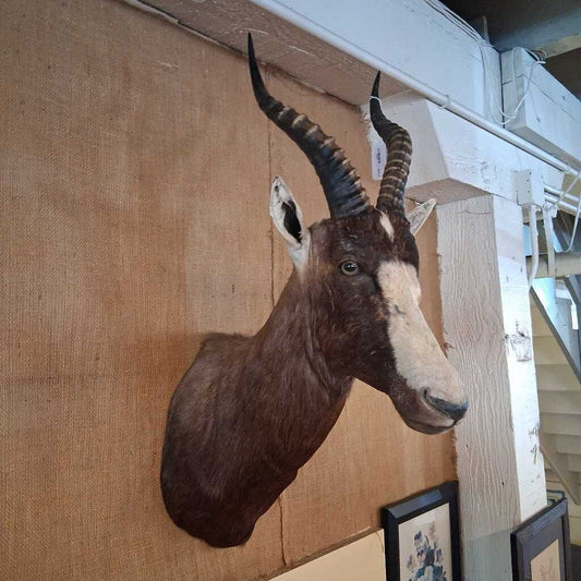 Taxidermy of a deer head mounted on a wall