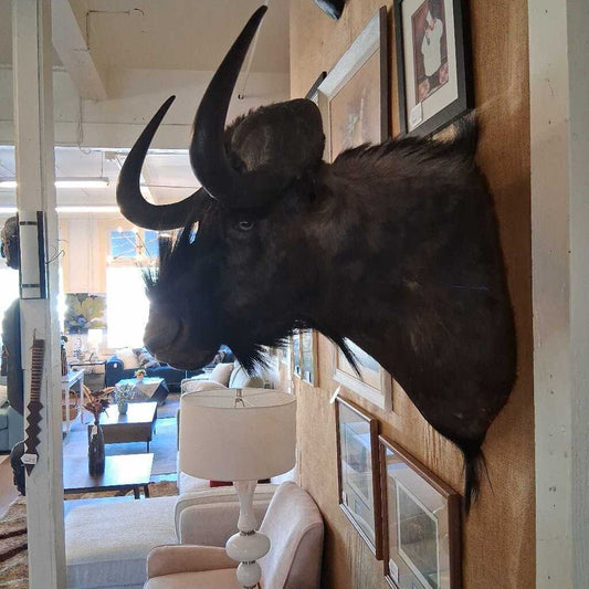 Taxidermy of a large animal with prominent horns mounted on a wall in an indoor setting.