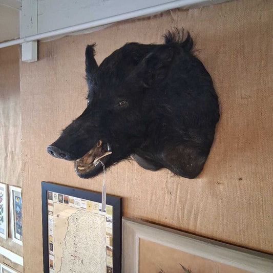 Wild Boar Shoulder Taxidermy