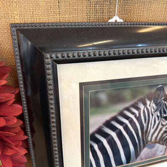 Zebra Photo Framed ART