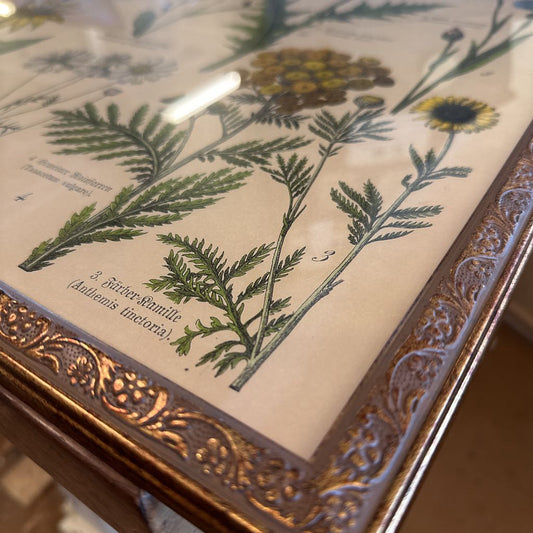 Botanical illustration with detailed frame on a table
