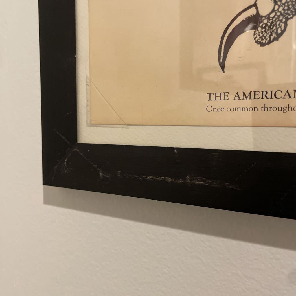 Tony Angell "The American Bald Eagle" Framed Illustration