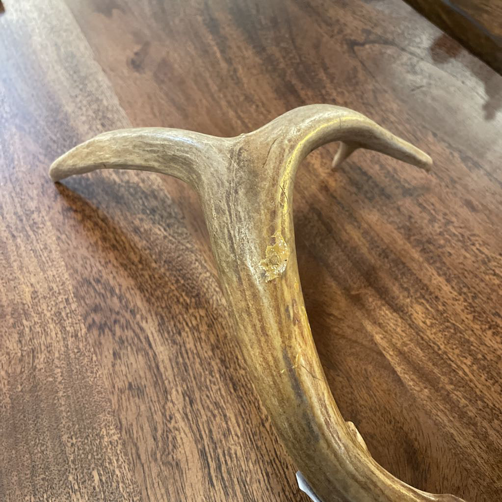 Single Deer Antler UNIQUE FINDS