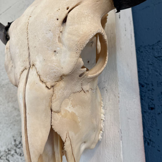 Genuine Cow Skull