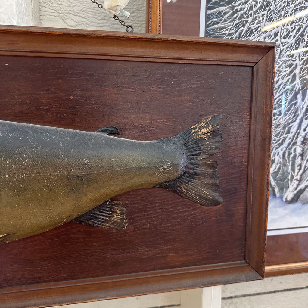 Large Vintage Taxidermy Fish "15 1/2# Dolly Varden"