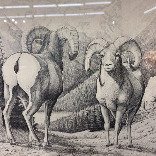 RALPH OBERG Signed & Numbered B&W Bighorn Print ART
