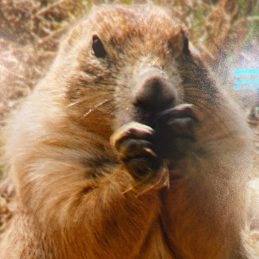 Prairie Dog Pic ART