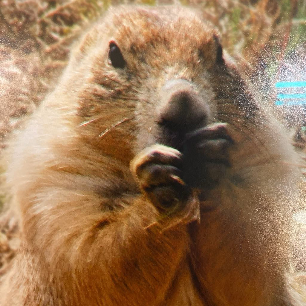 Prairie Dog Pic ART
