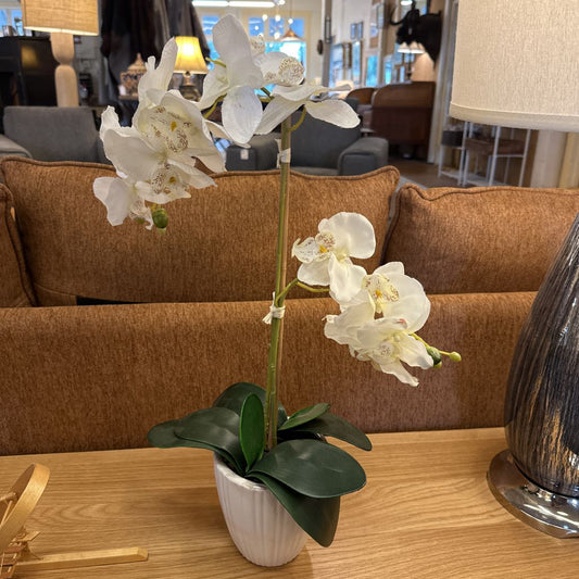 White orchid in a pot on a wooden table with a brown sofa and lamp in the background.