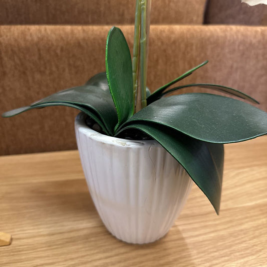 Potted plant on a wooden table with a brown background