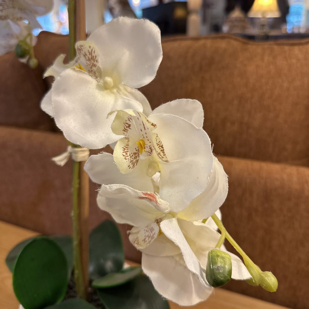 Large Orchid SMALLS
