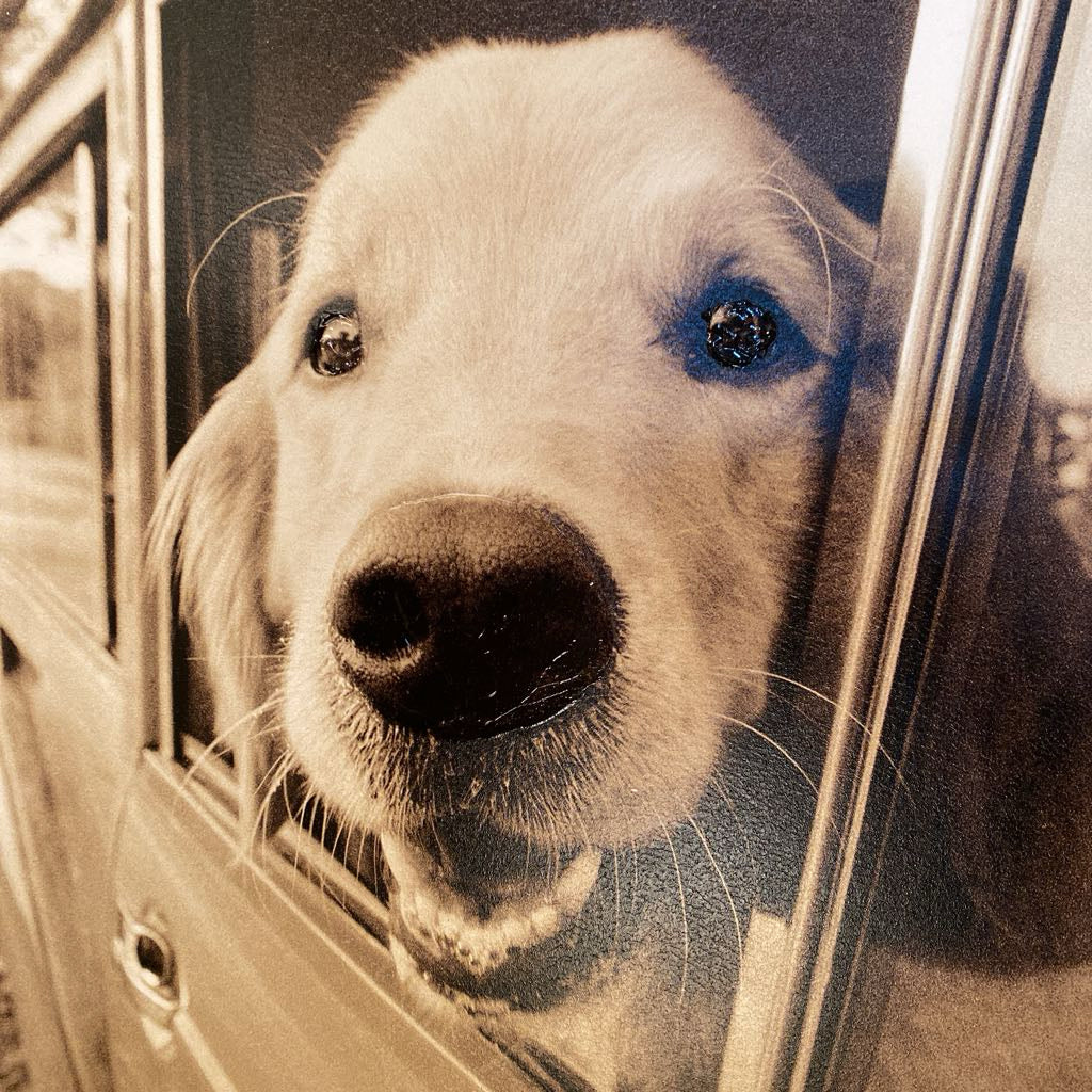 Where You Go Dog Wall Art ART