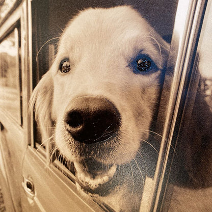 Where You Go Dog Wall Art ART