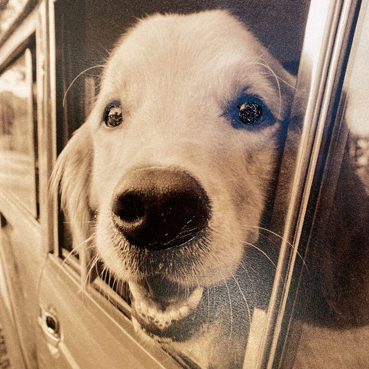 Where You Go Dog Wall Art