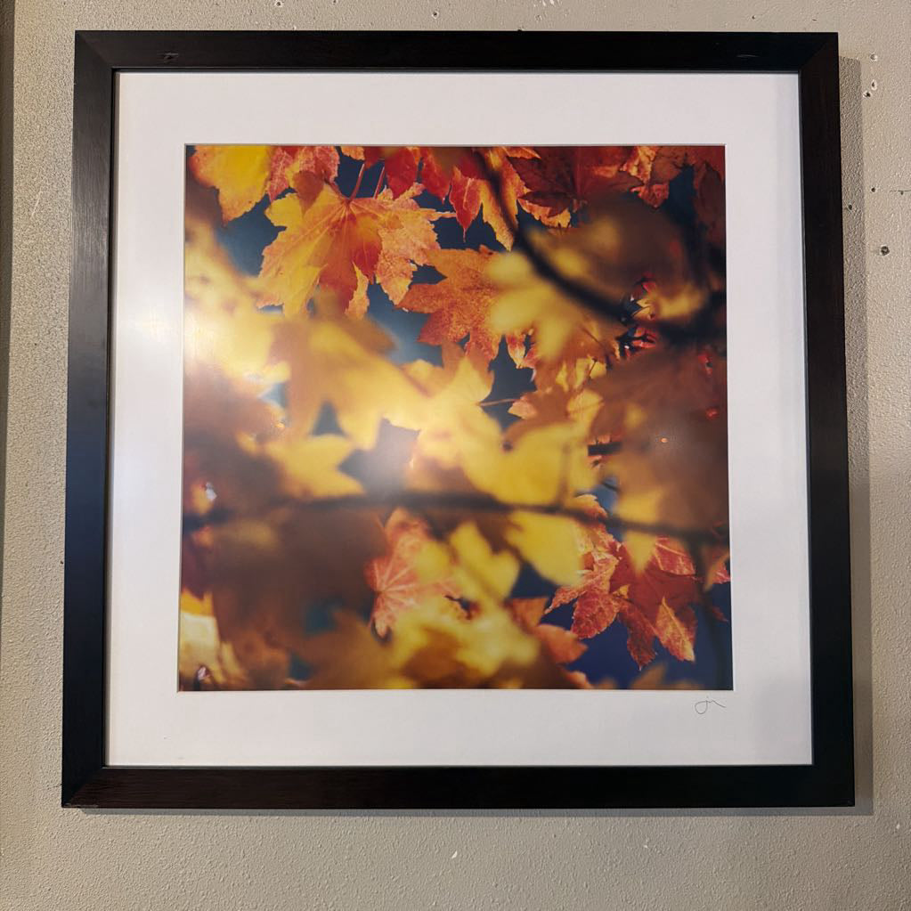 Fall Leaves Photograph Square Sm