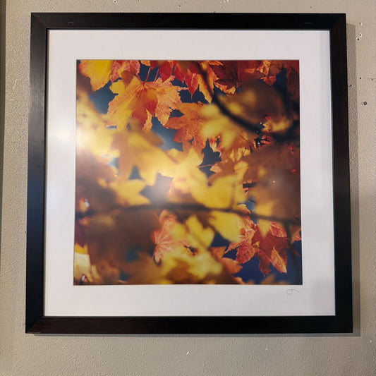 Fall Leaves Photograph Square Sm