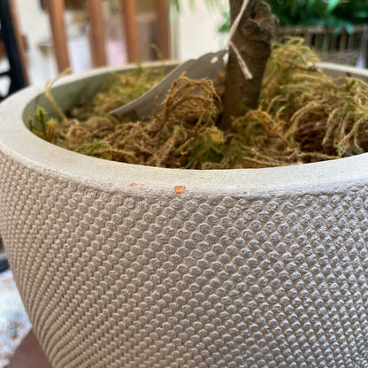 Faux Fig Plant in Cement Pot