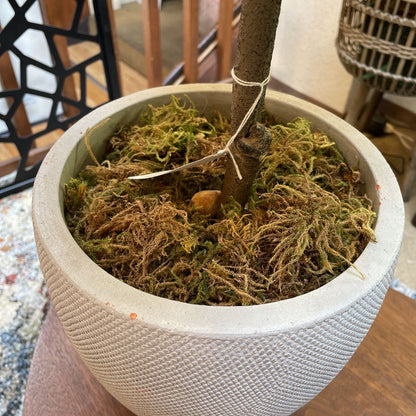 Faux Fig Plant in Cement Pot