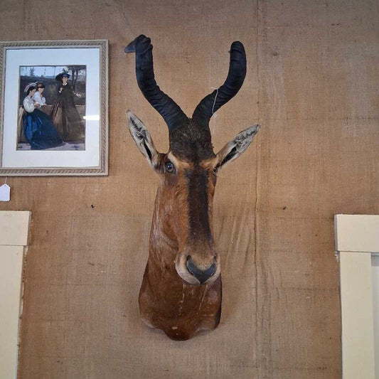 Taxidermy deer head mounted on a wall with a framed picture in the background.