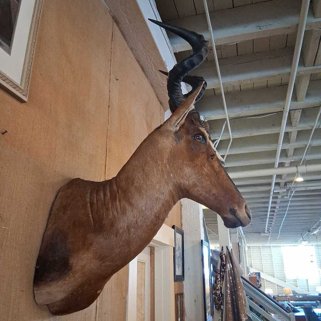Taxidermy animal head with large horns mounted on a wall.