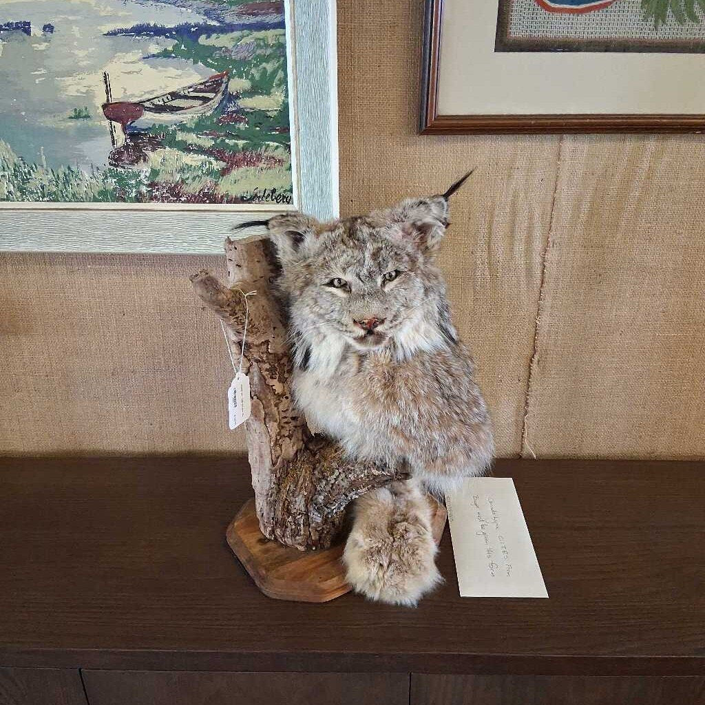 Taxidermy lynx on a wooden stand with a painting in the background