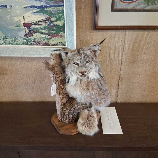 Taxidermy lynx on a wooden stand with a painting in the background