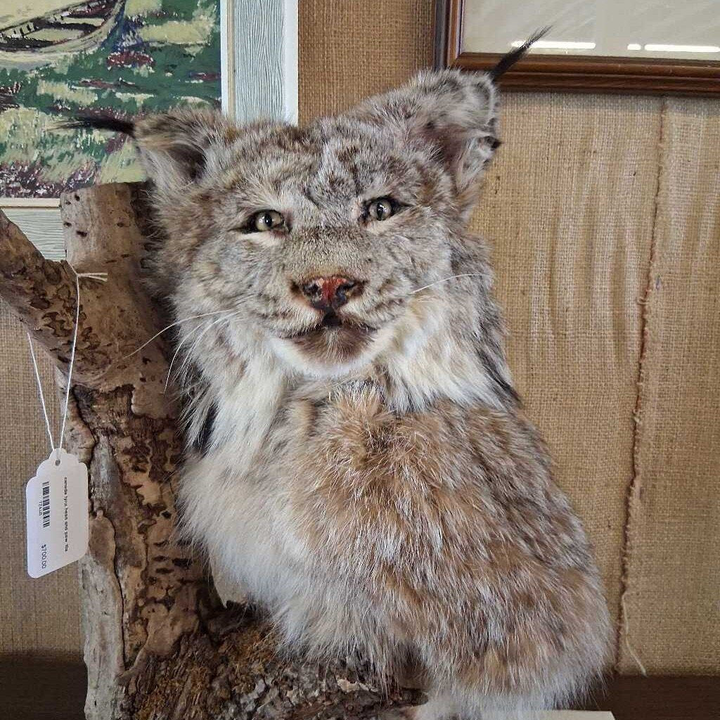 Taxidermy lynx mounted on a wooden stand with a beige wall in the background