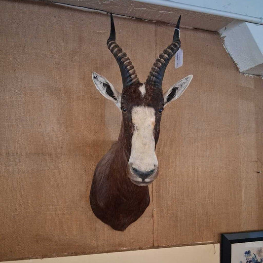 Taxidermy antelope head mounted on a plain wall