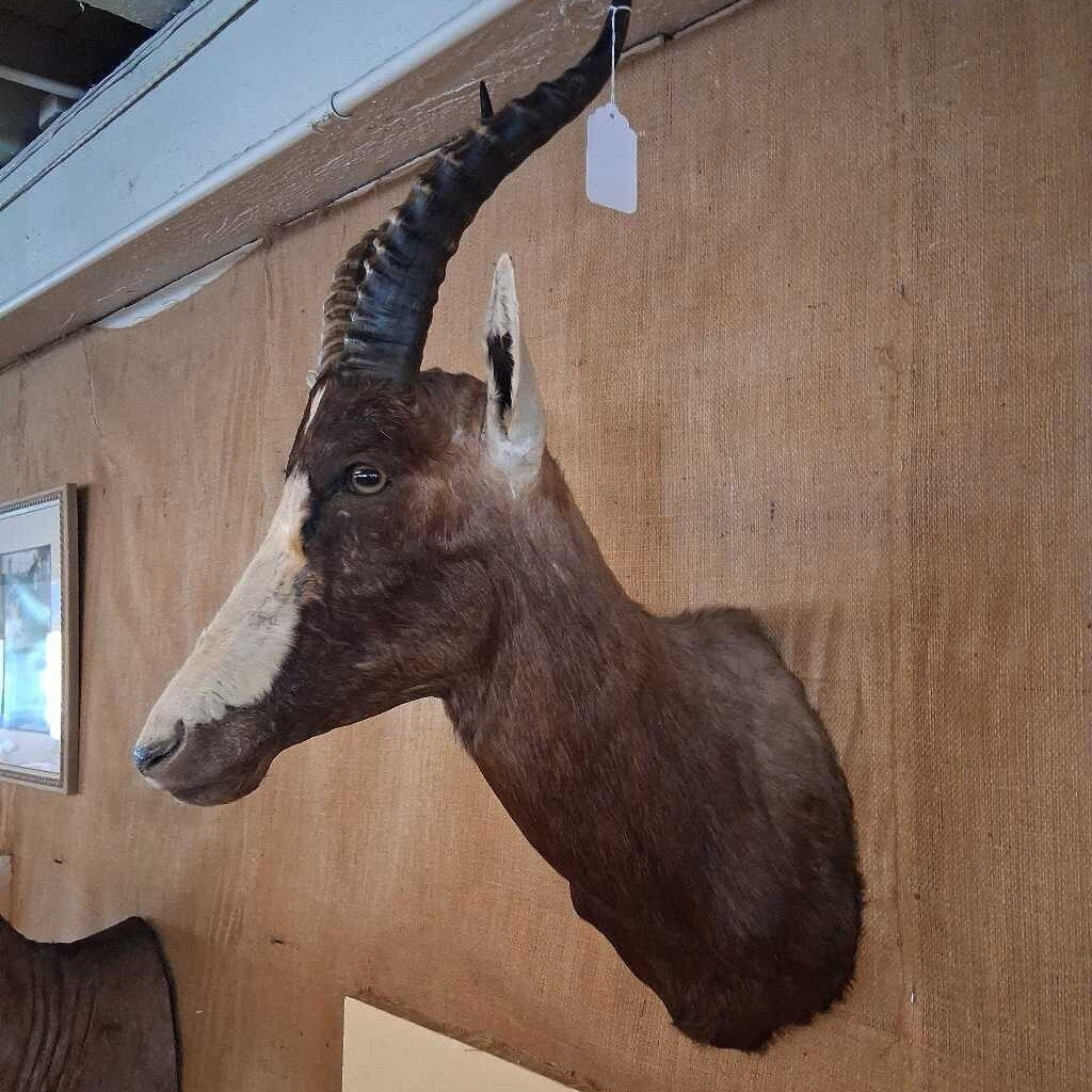 Taxidermy of a deer head mounted on a wall