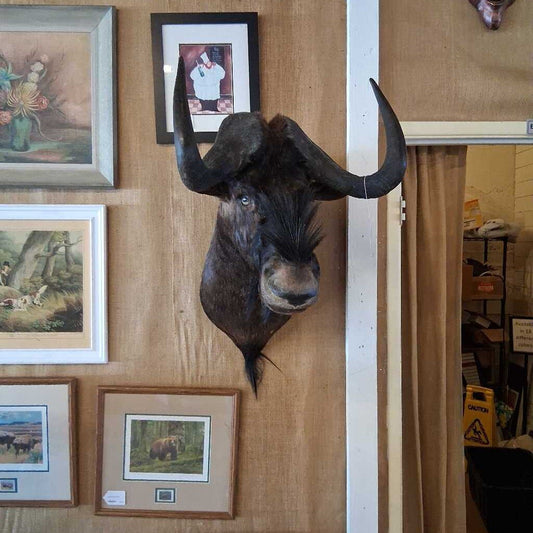 Trophied animal head mounted on a wall with framed pictures below