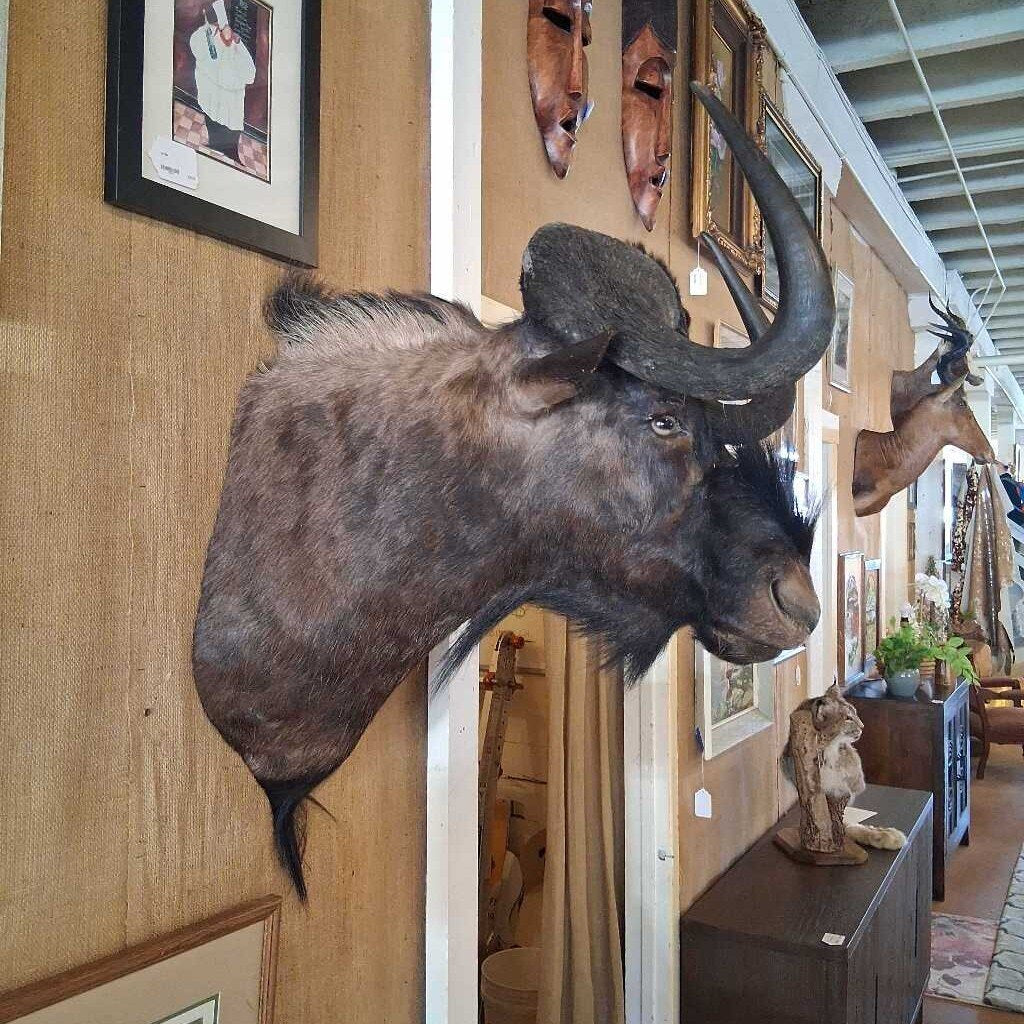 Taxidermy of a large animal head with prominent horns on a wall in an indoor setting.