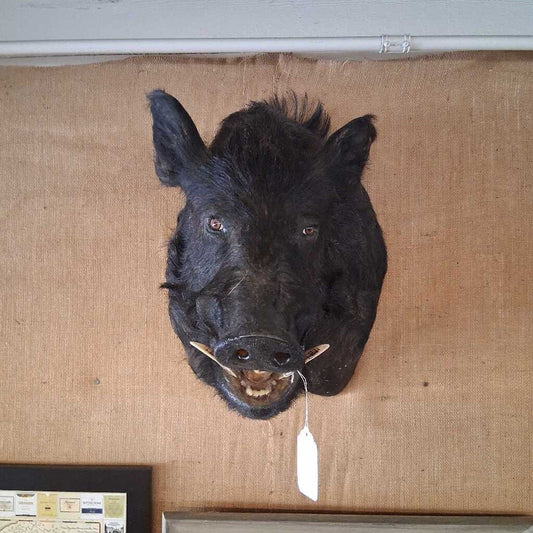 Wild Boar Shoulder Taxidermy