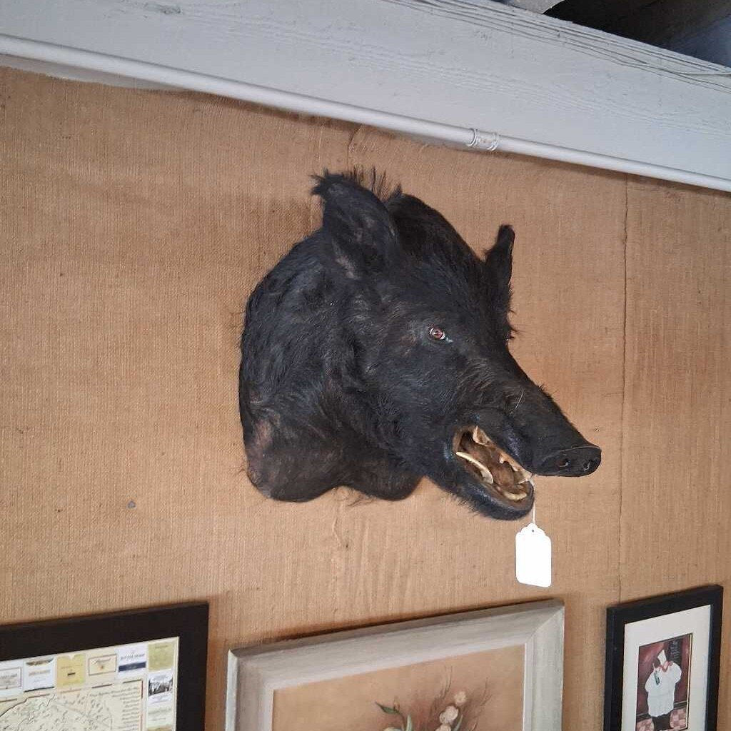 Wild Boar Shoulder Taxidermy