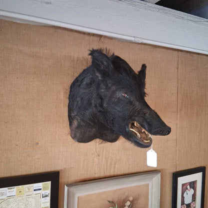 Wild Boar Shoulder Taxidermy