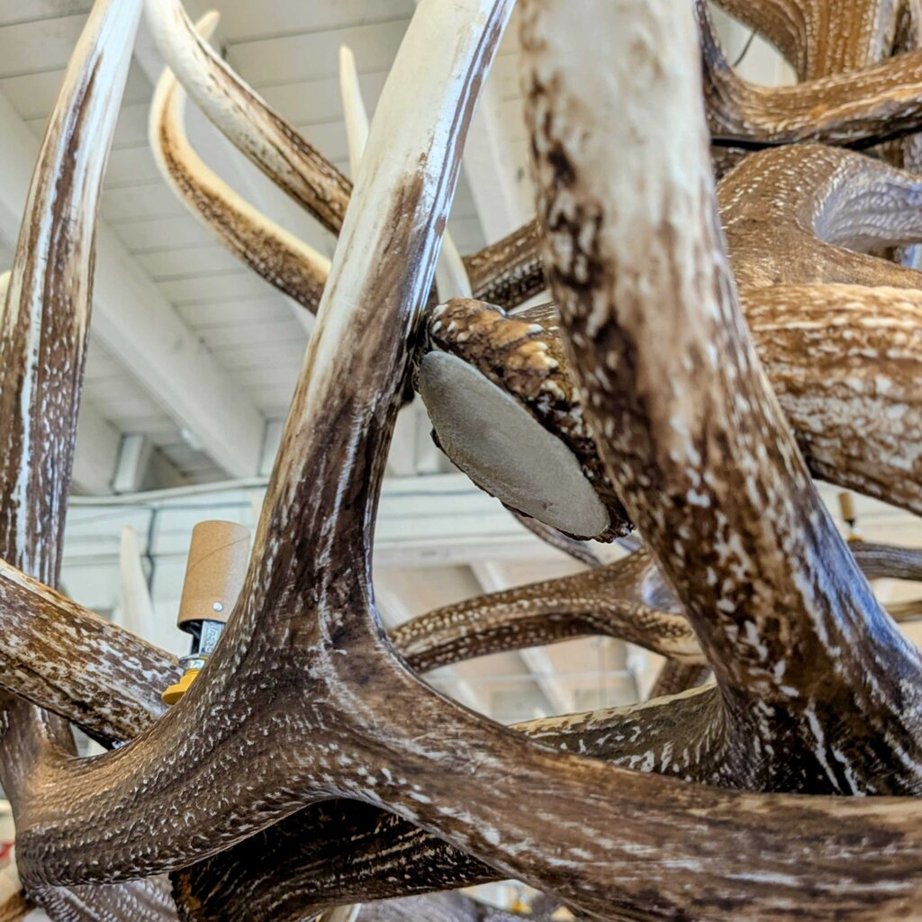 Close-up of large deer antlers with a blurred indoor background