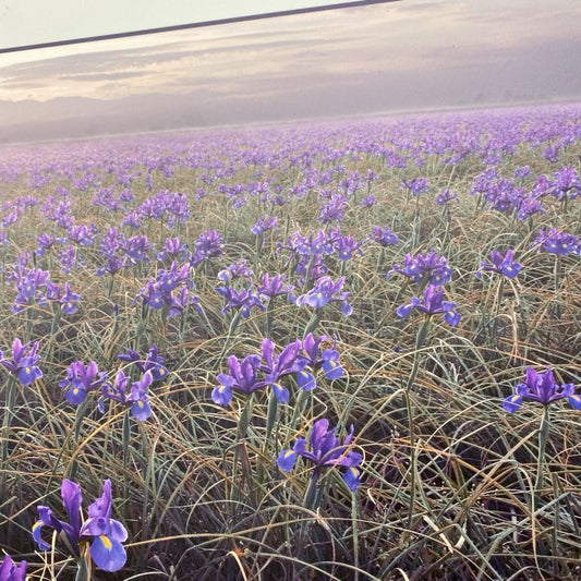 LEE MANN Skagit Iris Photo