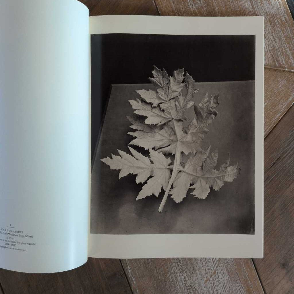 "The Insistant Object" Picture Book SMALLS