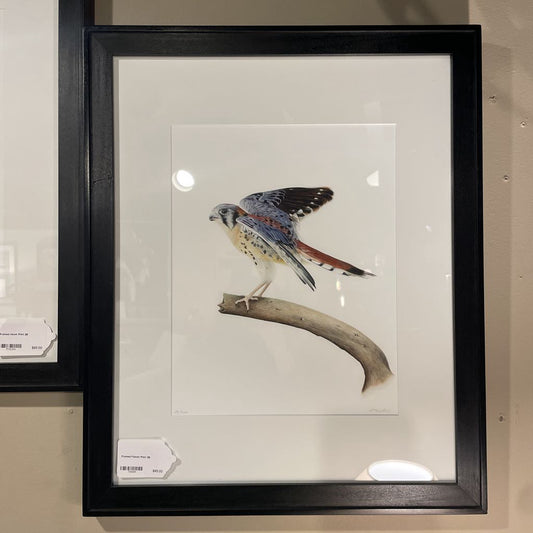 Framed Falcon Print ART