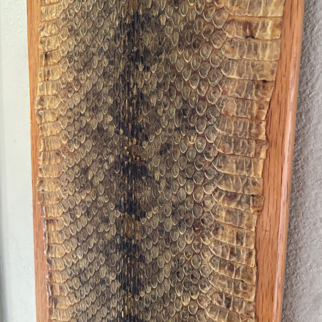 Rattlesnake Skin on Board UNIQUE FINDS