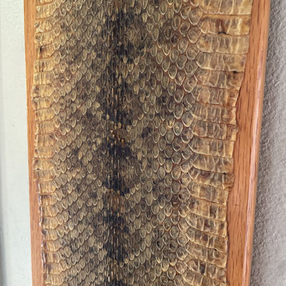 Rattlesnake Skin on Board UNIQUE FINDS