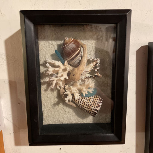 Framed display of a snail shell and coral on a textured background