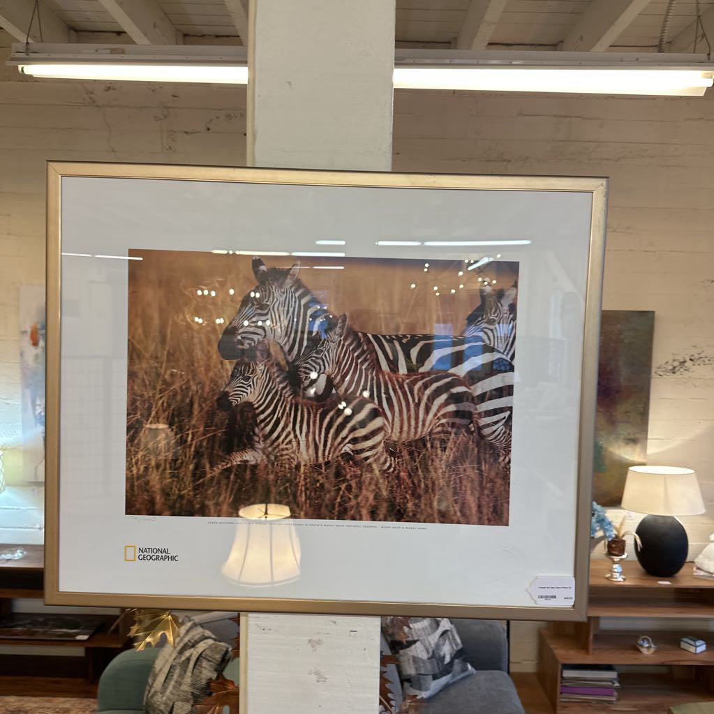 Framed photograph of zebras in a store setting with other decor items.