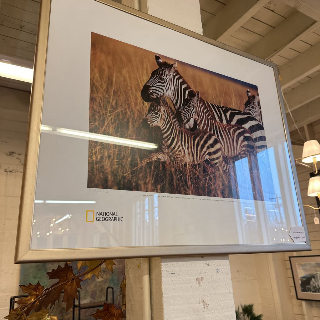 Framed National Geographic print of zebras in a natural setting