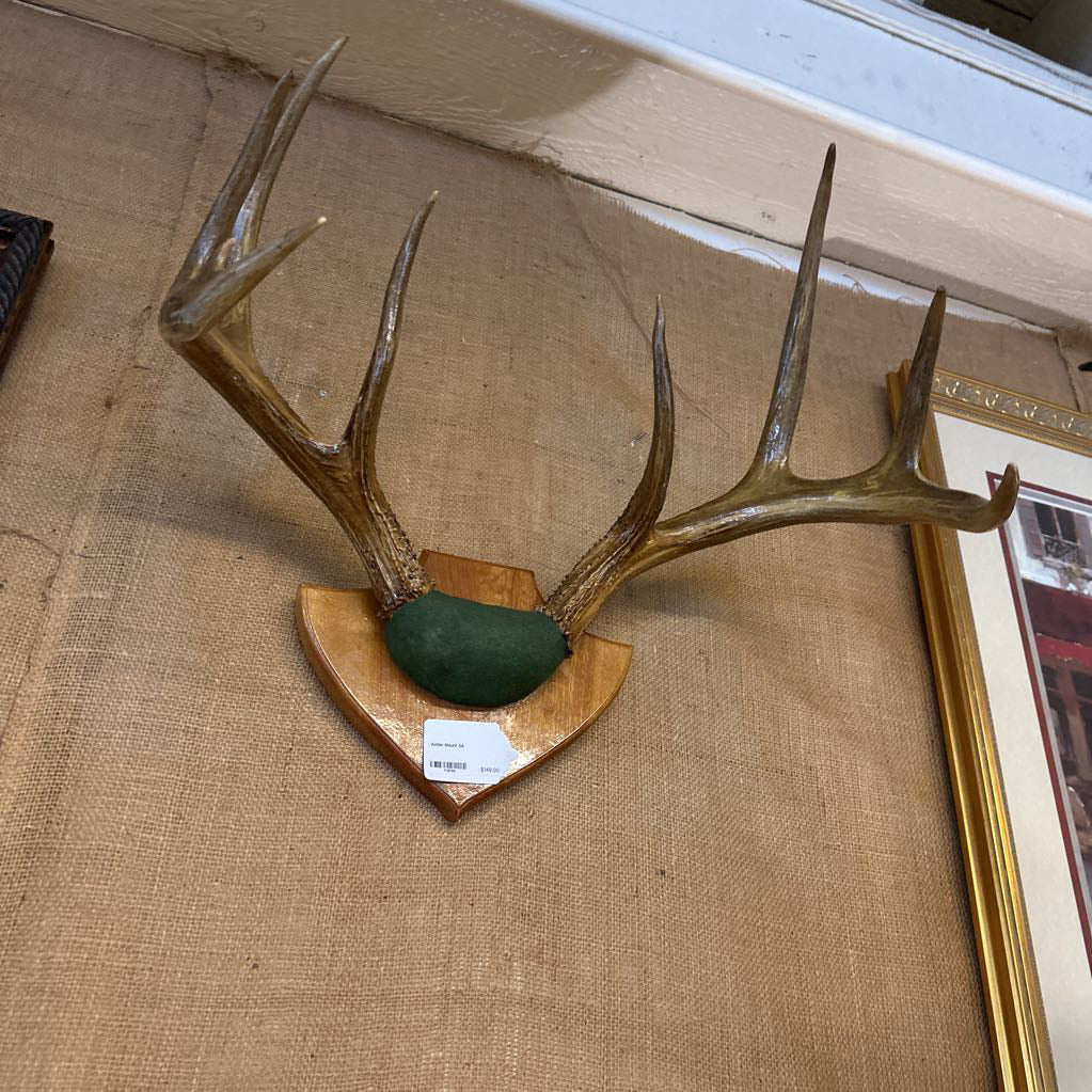 Decorative wall mount with deer antlers on a textured wall