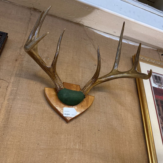 Decorative wall mount with deer antlers on a textured wall