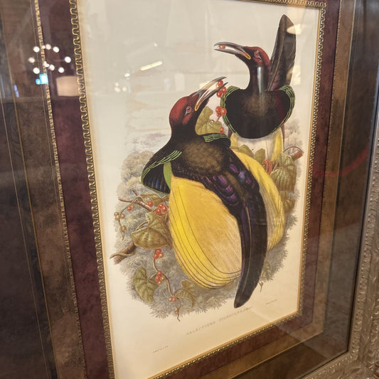 A large, ornately carved silver-toned frame surrounding a botanical-style illustration of two dark-feathered birds with red accents perched on a yellow fruit, double-matted with brown and cream borders.