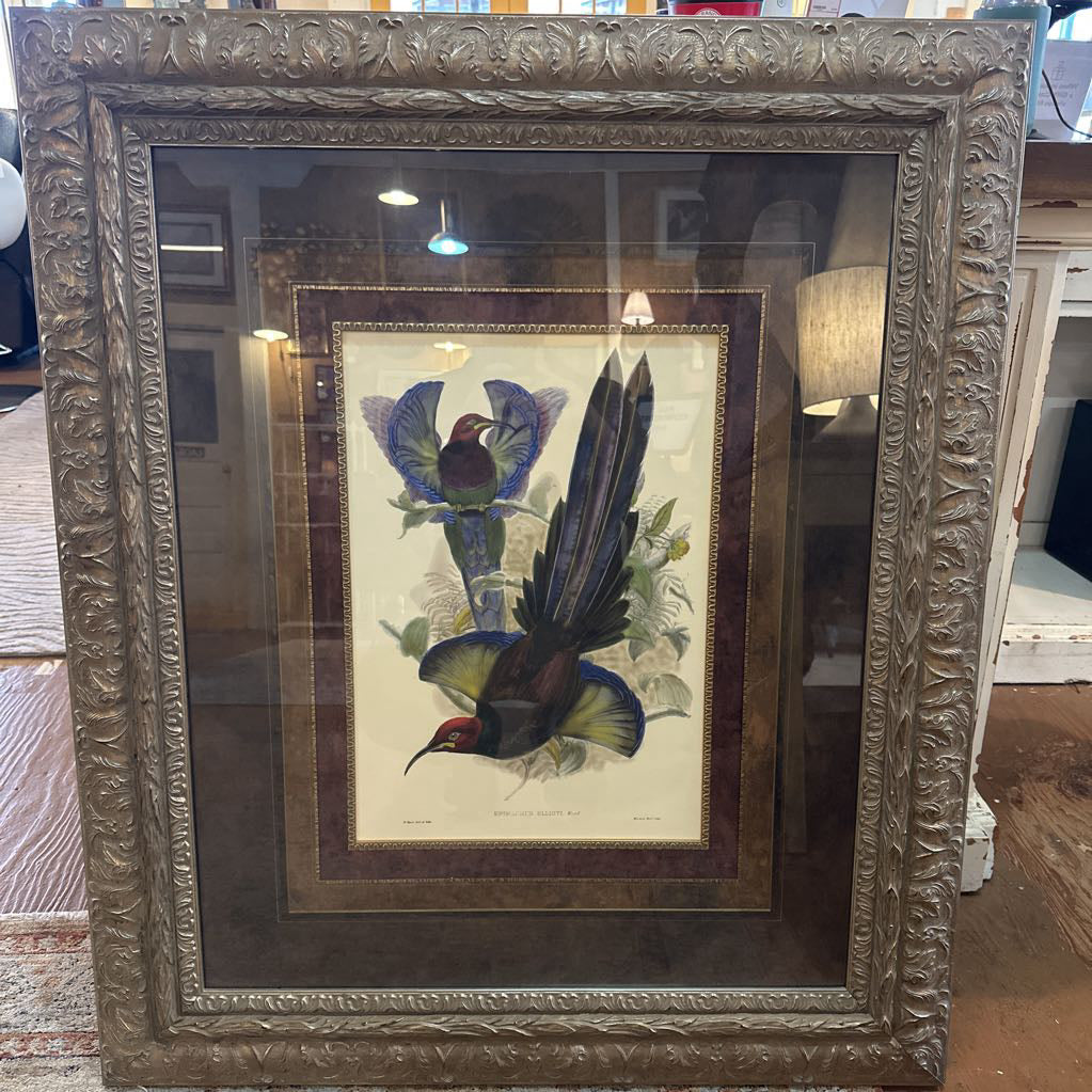 "Gould Bird of Paradise III" Lithograph ART