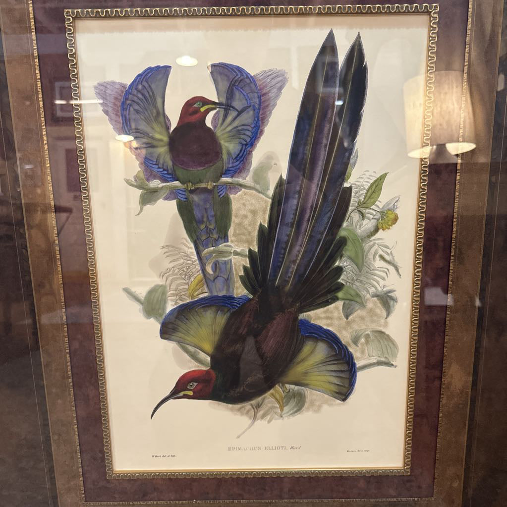 "Gould Bird of Paradise III" Lithograph ART